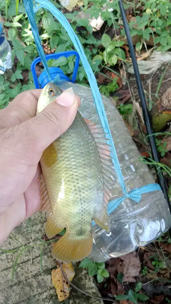 Ikan betok papuyu