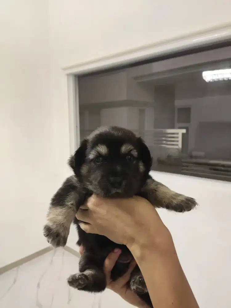 Doggy golden mix German sepherd