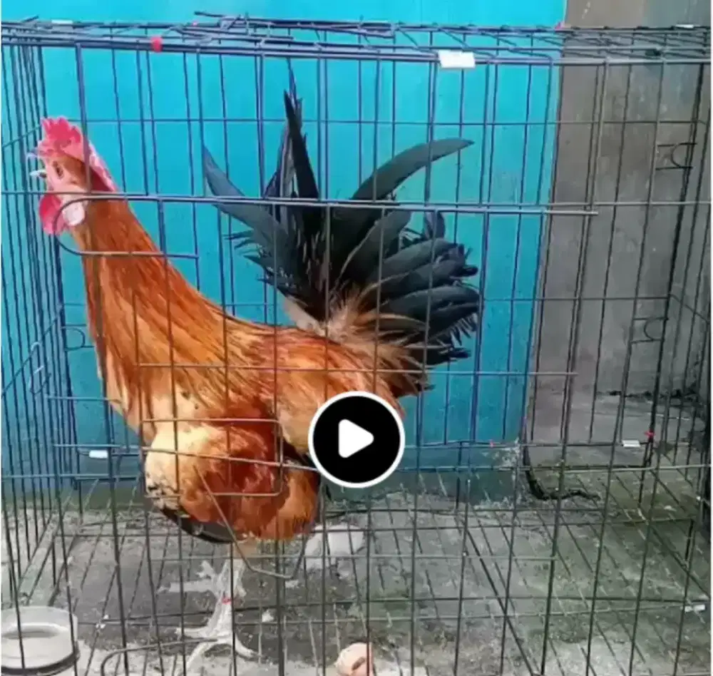jual ayam kate Silangan Ayam pelung