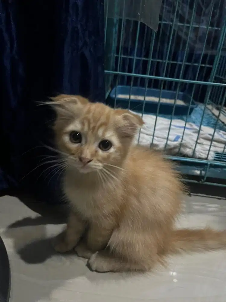 Jantan 3 bulan surabaya barat