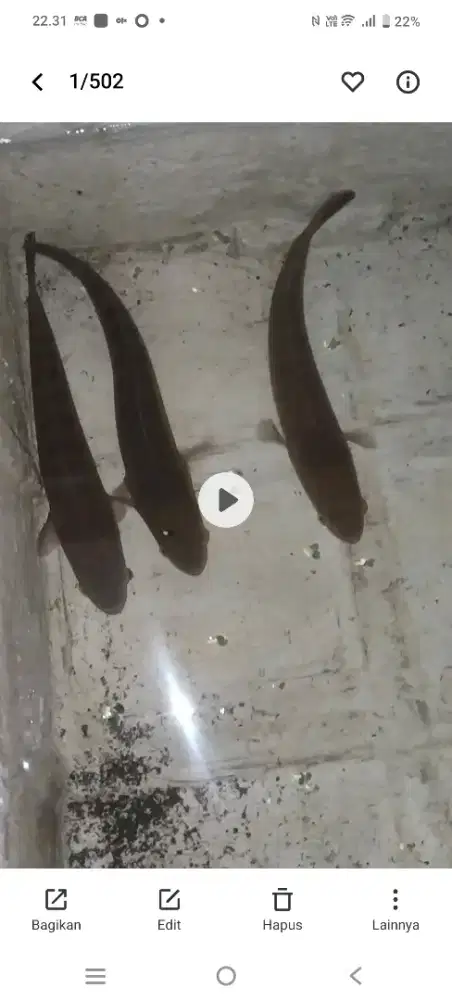 Di jual aja nh ikan toman ada 3 ekor ukuran lumayan.