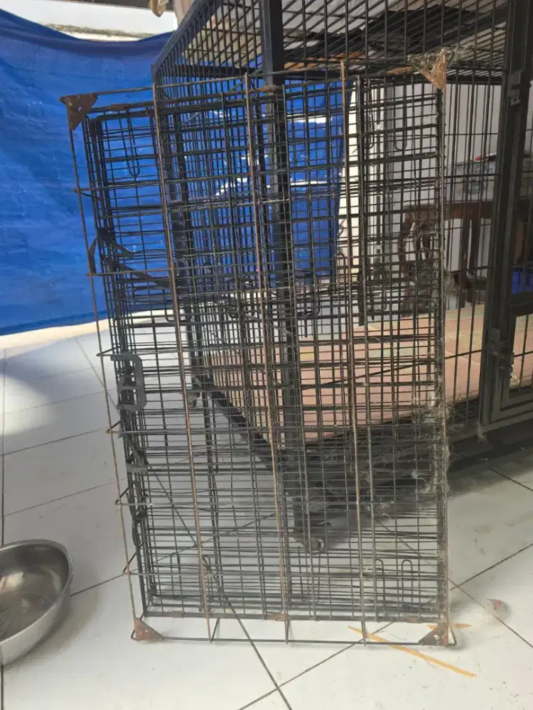 kandang kucing  medium