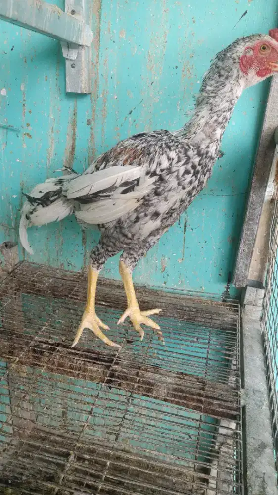 Ayam pakhoy blorok
