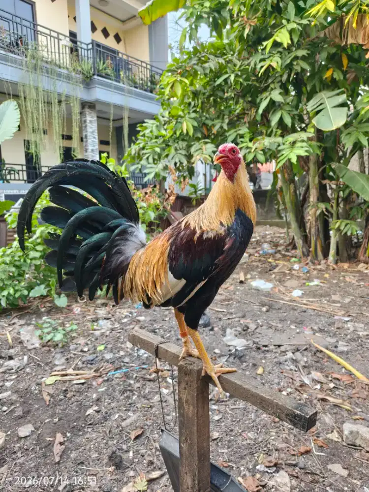 Ayam Filipina jenis Sweter X Popeye Grey masi muda