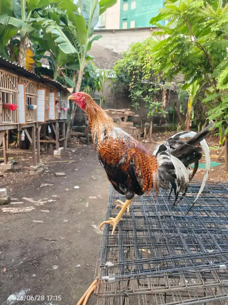 Ayam Filipina jenis Super Dom Size XL usia 1 tahun siap jadi bapak