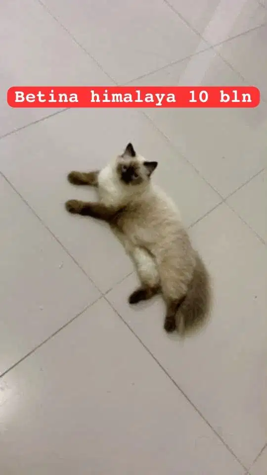 Kucing ras persia himalaya betina