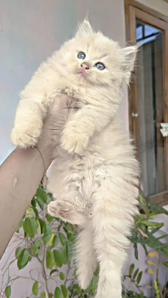 Kitten persia flat
