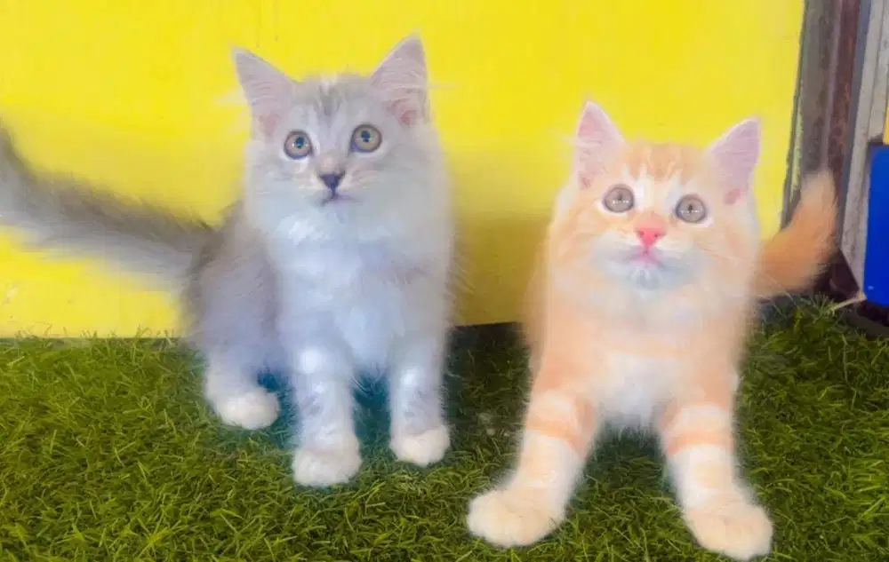 Kucing ras persia kitten 3 bln