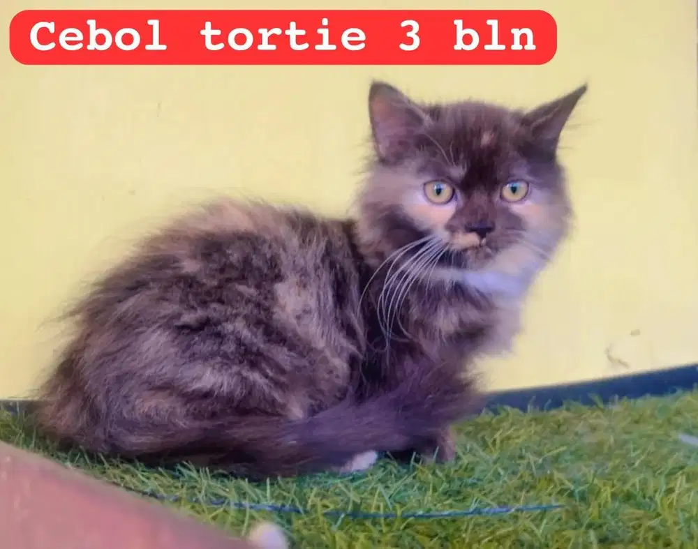 Kucing ras munckhin persia betina cebol