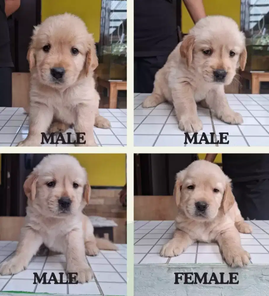 PUPPY ANJING GOLDEN RETRIEFER