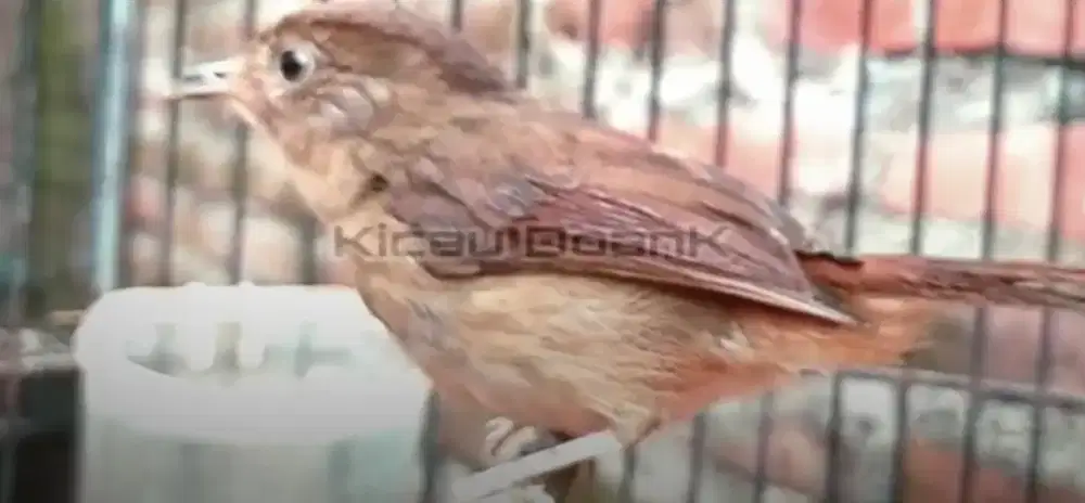 Burung flamboyan