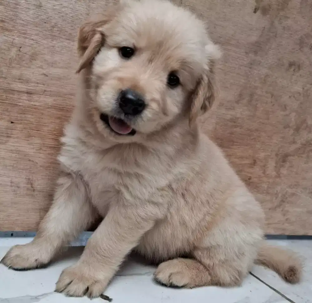 PUPPY ANJING GOLDEN RETRIEVER