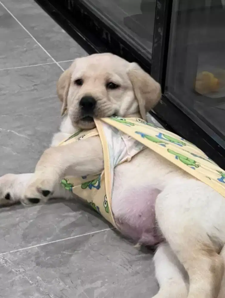 PUPPY ANJING LABRADOR RETRIEFER