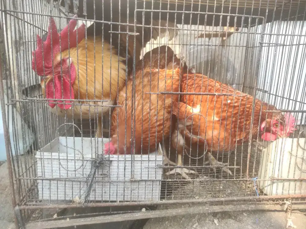 Ayam Layer Jantan & Betina