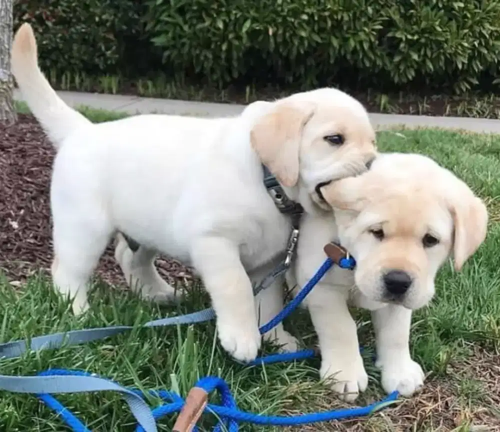 PUPPY ANJING LABRADOR RETRIEVER