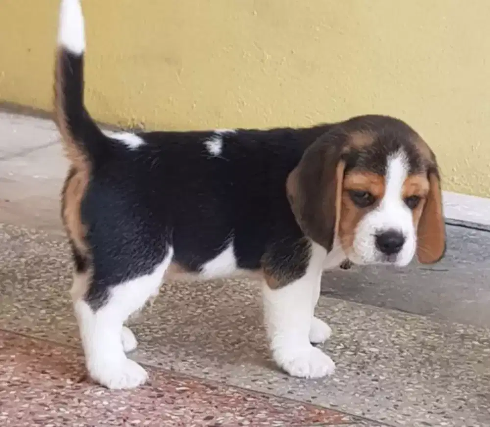 PUPPY ANJING BEAGLE