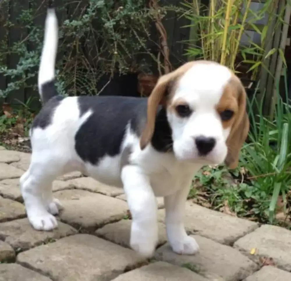 PUPPY ANJING BEAGLE