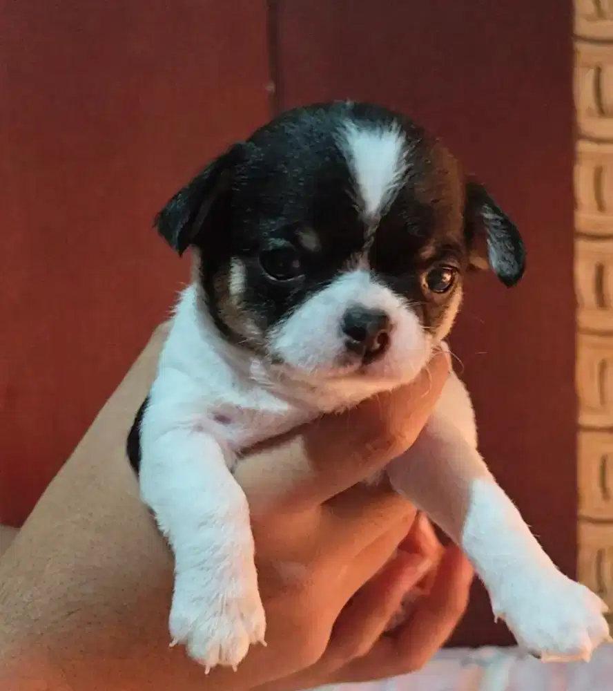 Anak anjing Chihuahua