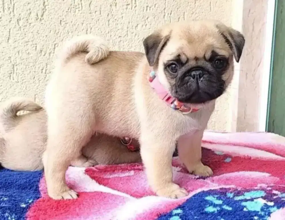 PUPPY ANJING PUG