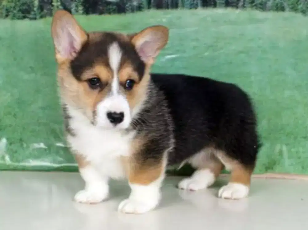 PUPPY ANJING WELSH CORGI