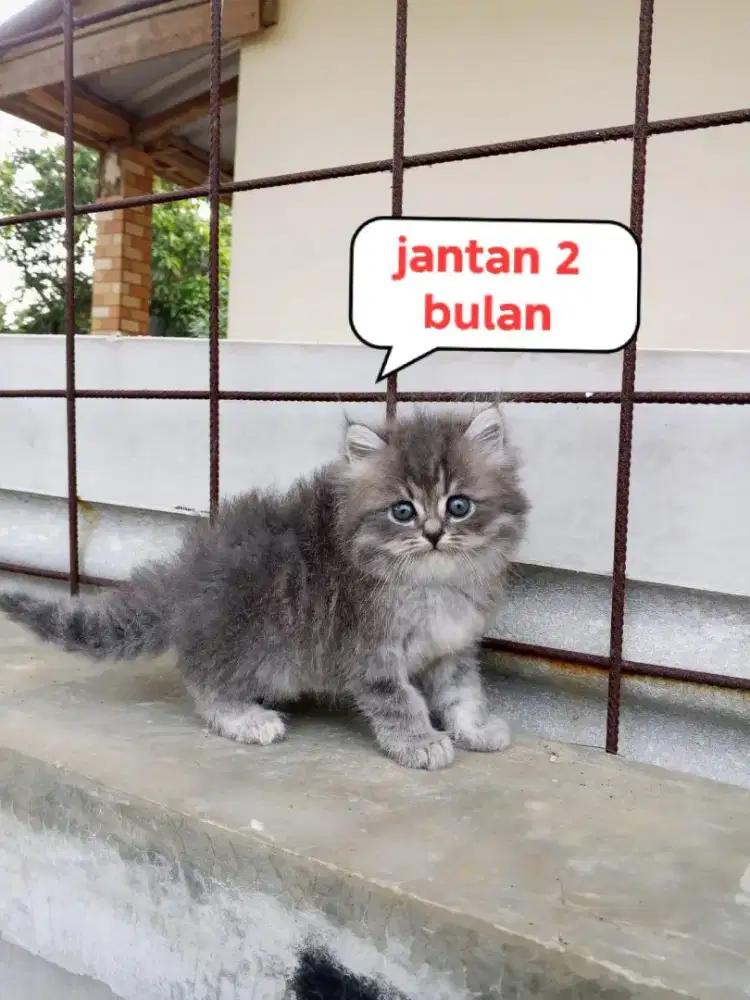 Kucing Persia medium