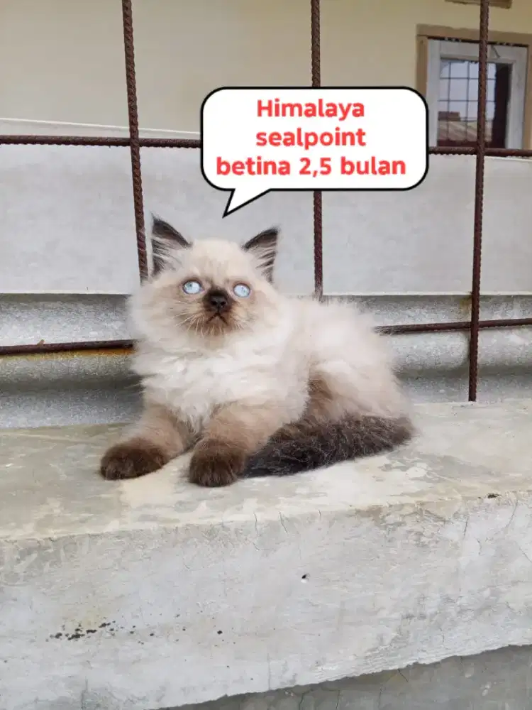 Kucing Persia Himalaya