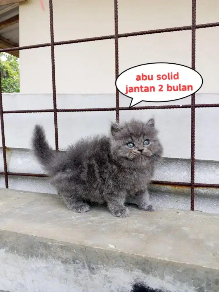 Kucing Persia medium