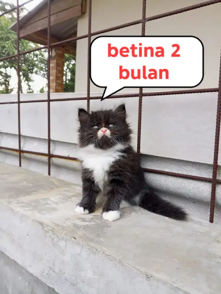 Kucing Persia medium