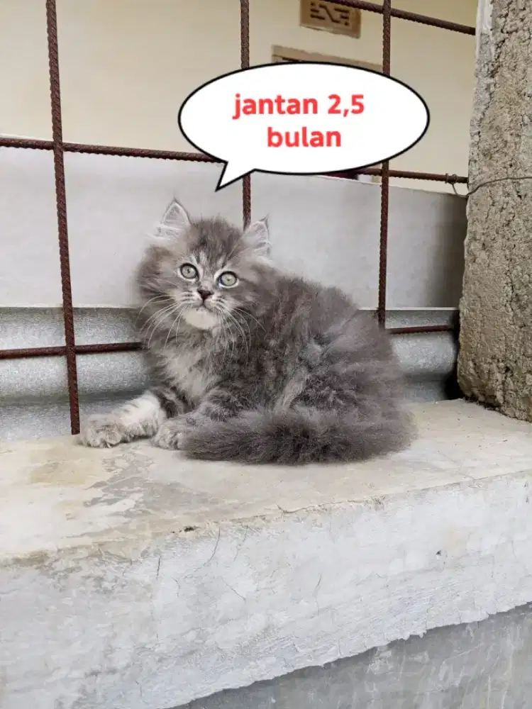 Kucing Persia medium