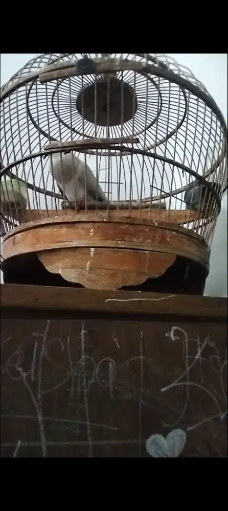 PUTER pelung suara LELAH MENGGEMA