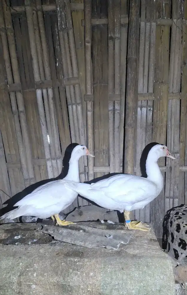 MENTOK JUMBO Leher Panjang