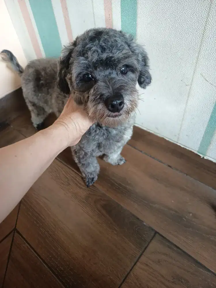 silver poodle female