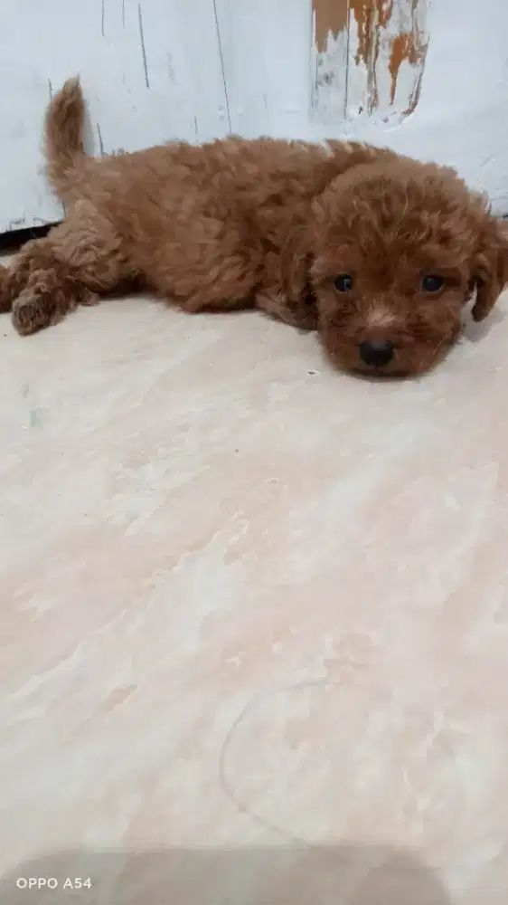 Anakan Poodle Mix