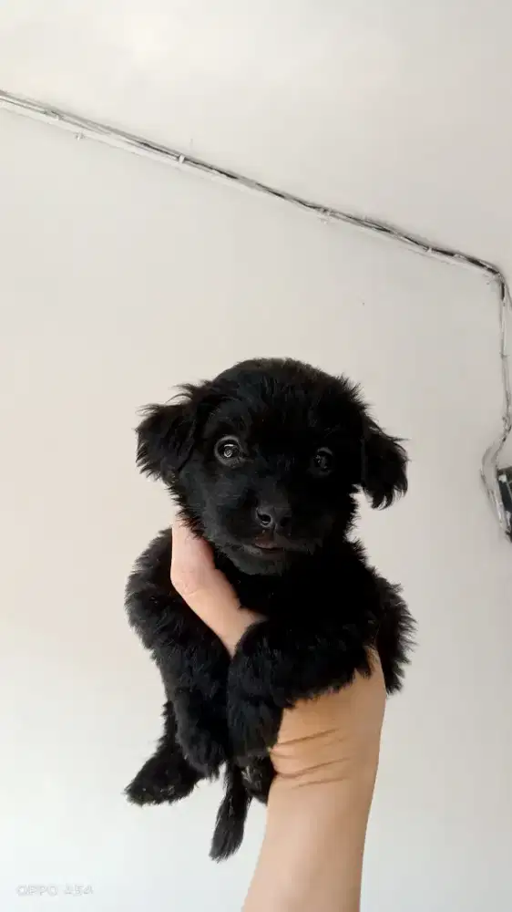 Anakan Poodle Mix