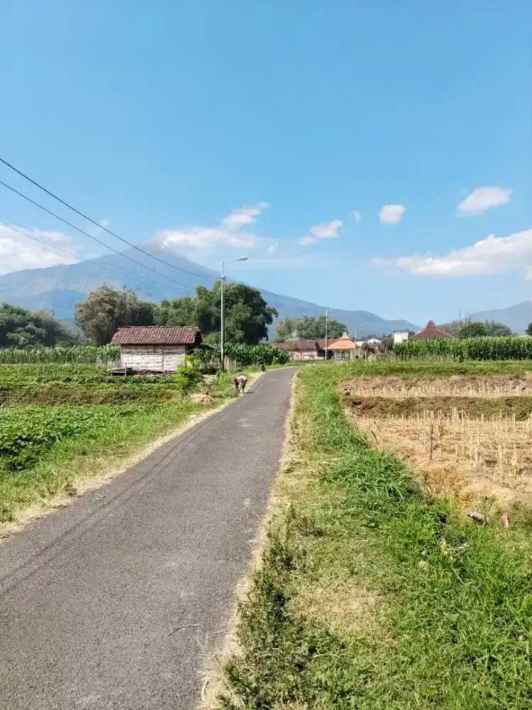 Tanah Pacet kembang sore dekat bundarab