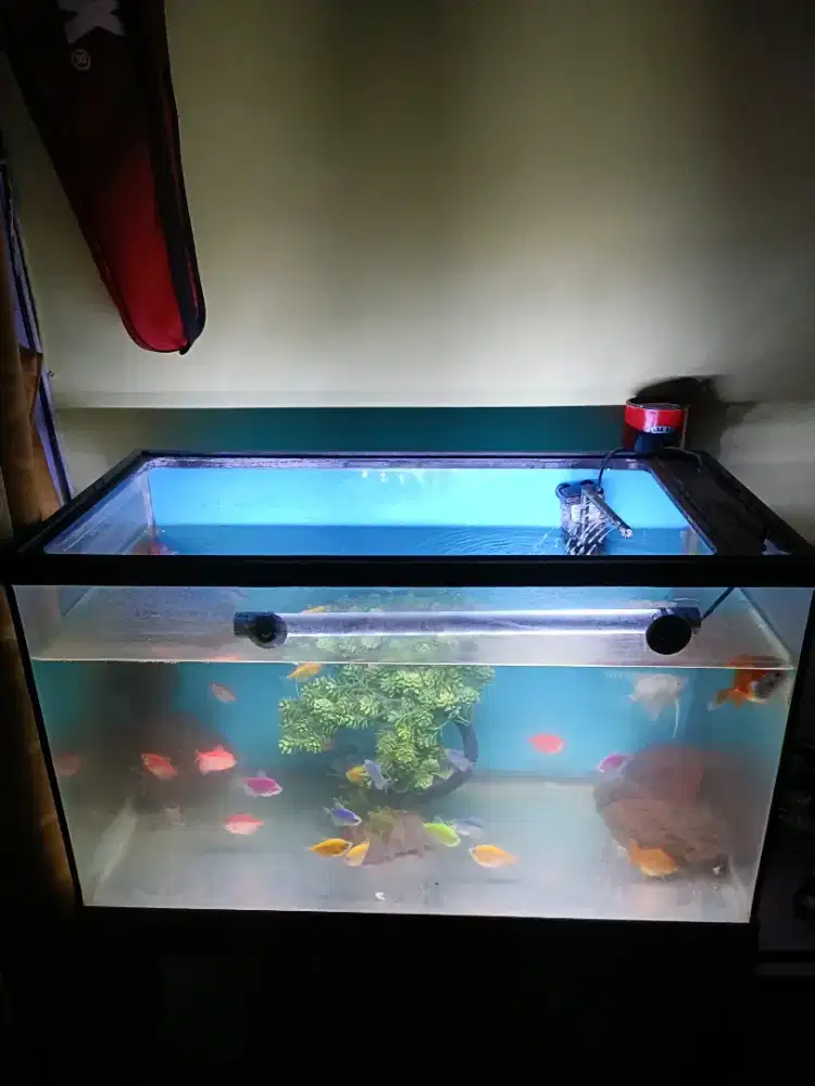 Jual Murah Aquarium
