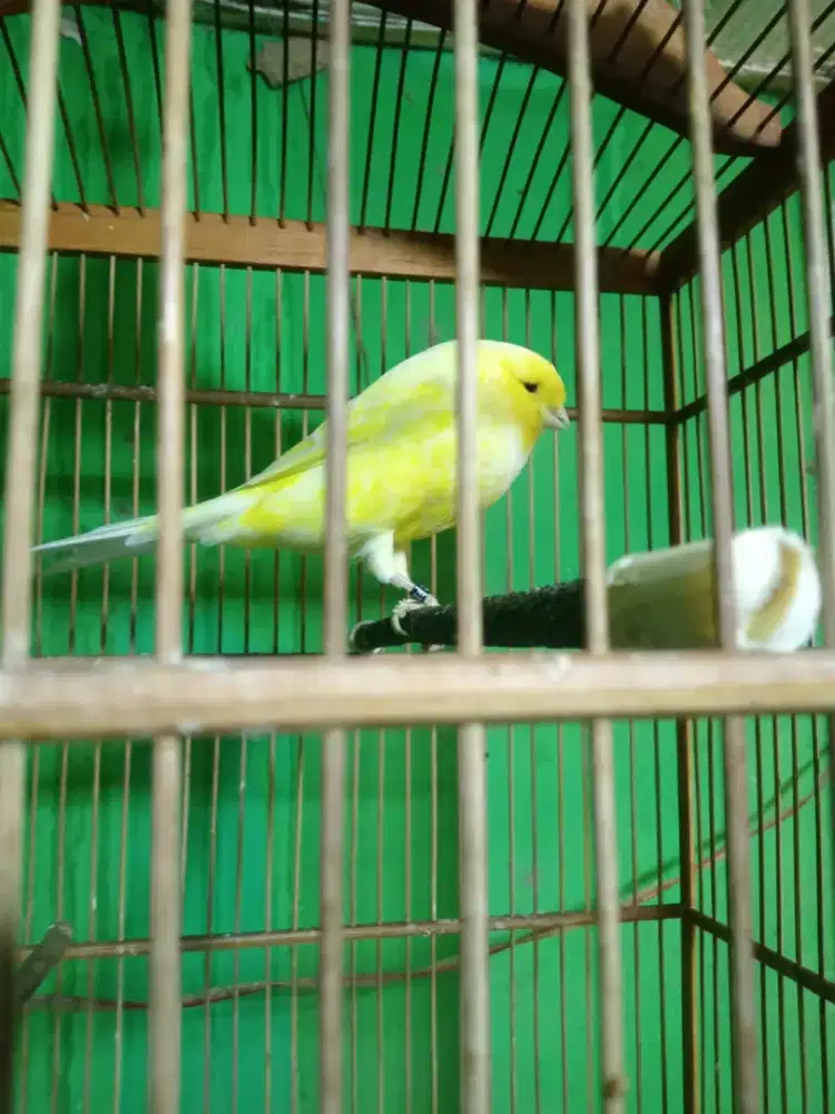 Yorkshire lokal gacor suara pull Blacktroat