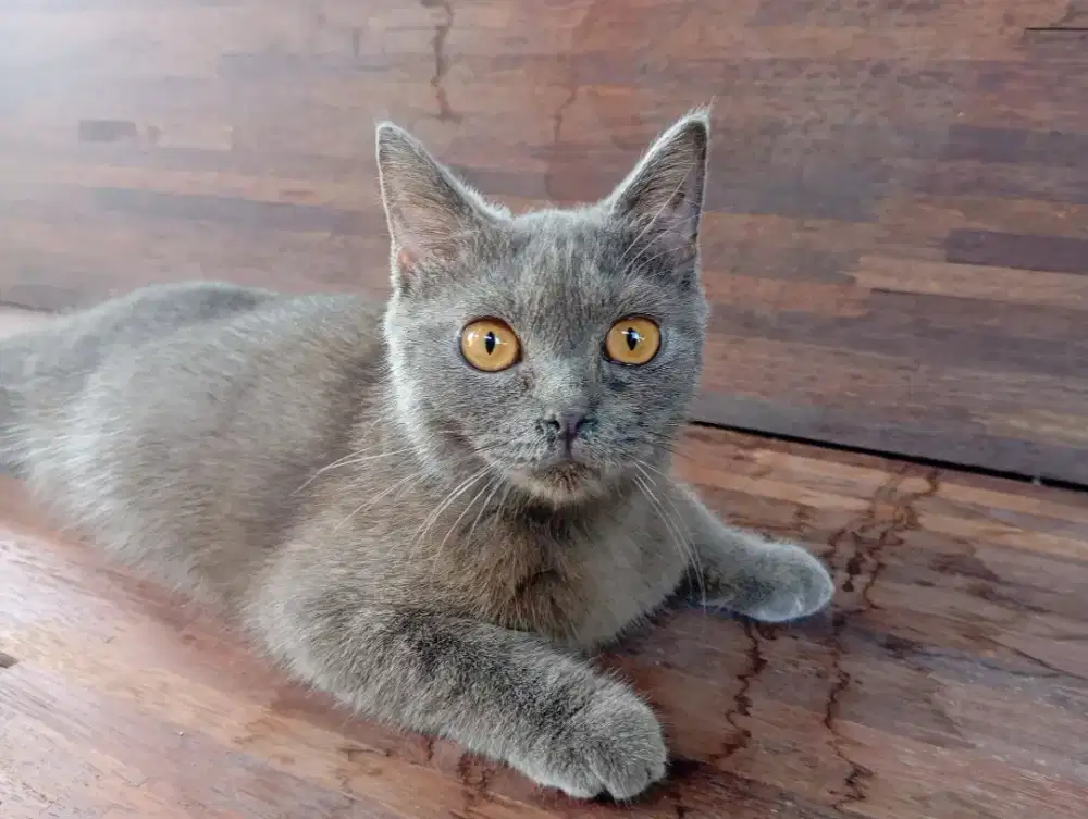 kucing British short hair (bsh) jantan.