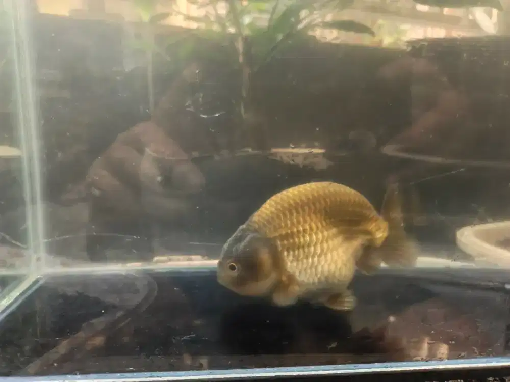 Ikan Koki Ranchu size 11cm