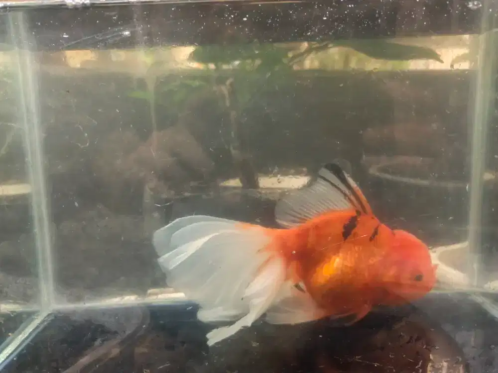Ikan koki Oranda Tiger size 15cm