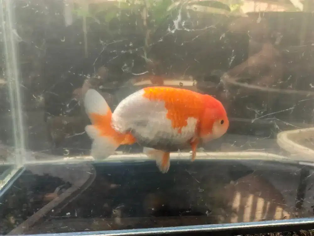 Ikan koki ranchu red white / merah putih size 13 cm