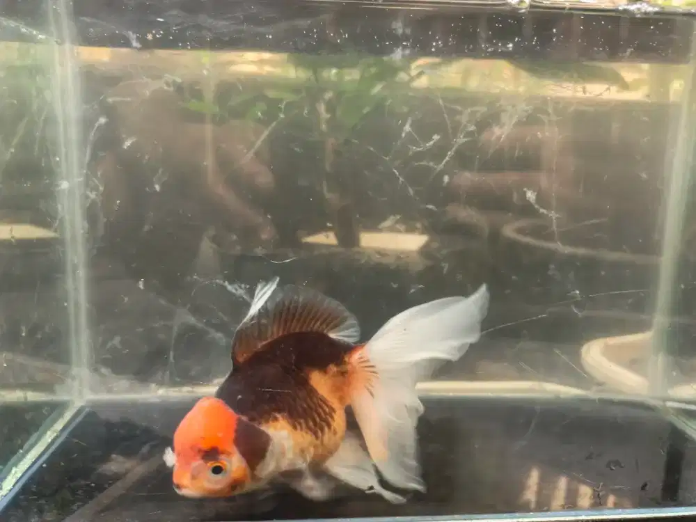 Ikan koki Oranda panda size 11 cm