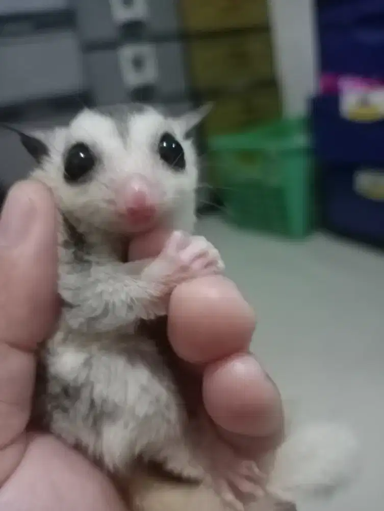 Sugar glider Joey mozaik marble