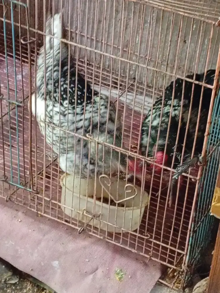 Ayam mutiara sepasang