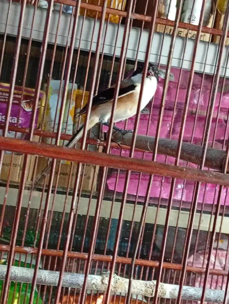 Anakan hutan  pentet Jawa Timur