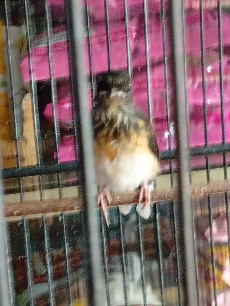 Burung murai trotolan gemblingan