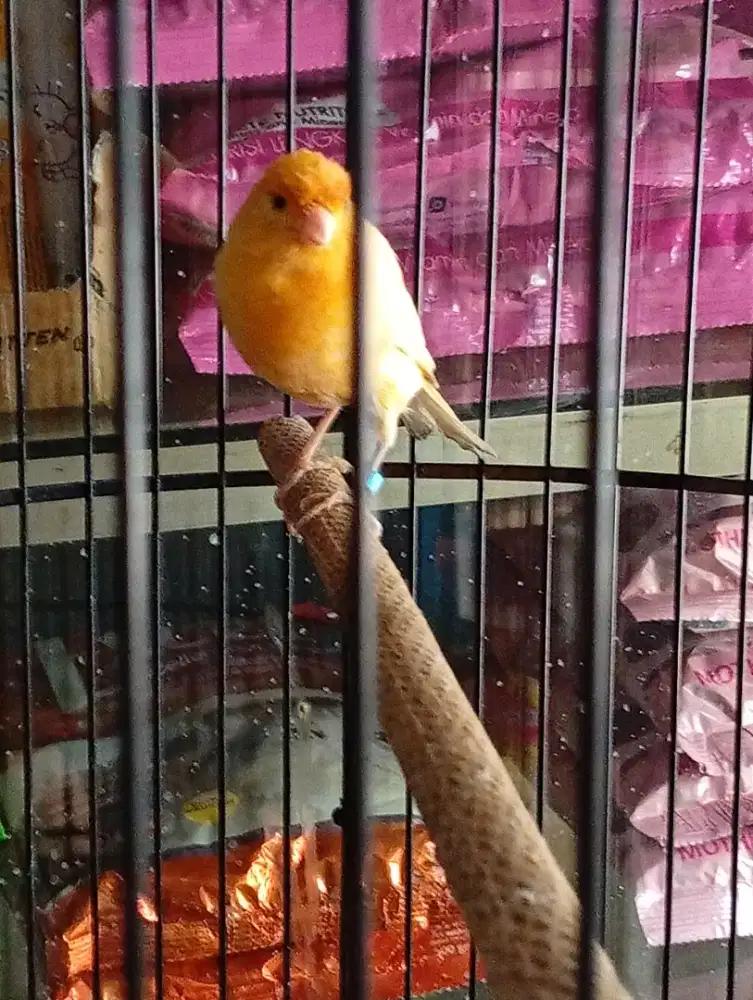 Burung kenari merlok mandek