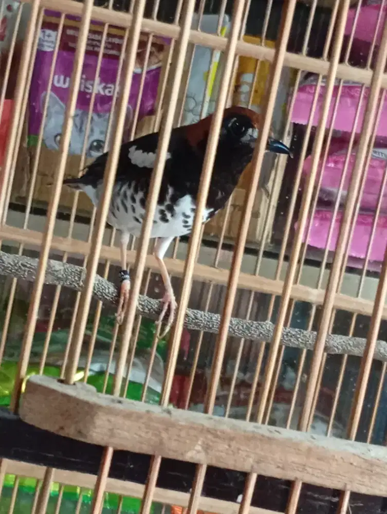 Burung anis kembang baru ganti bulu bunyi semua nya