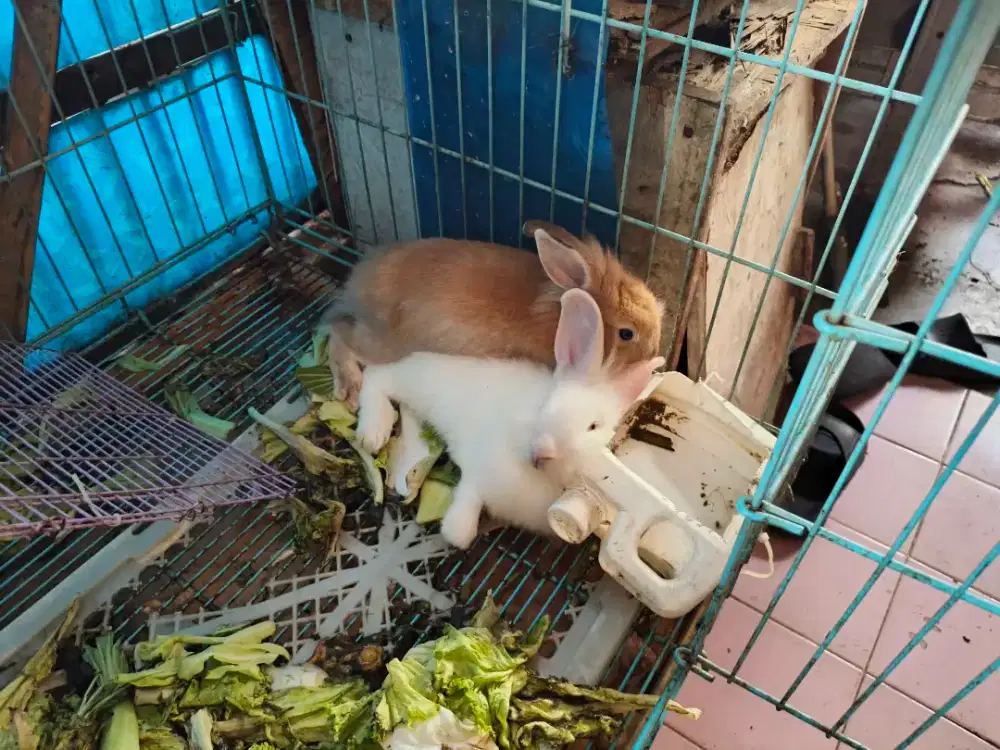 Kelinci 2 ekor umur 3 bulanan