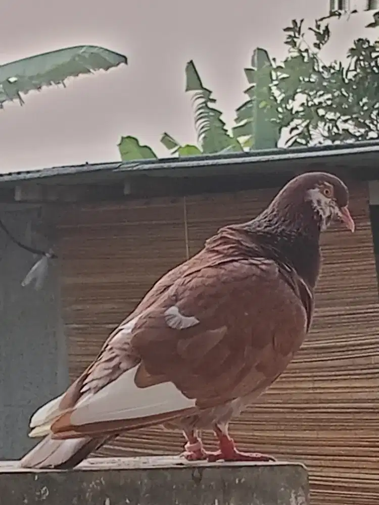 Burung dara sepasang
